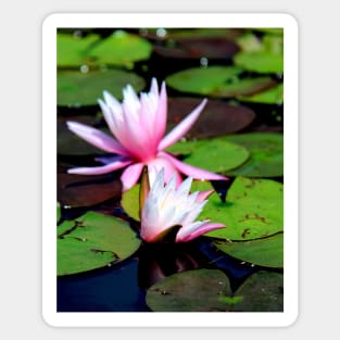 Water Lily Sticker